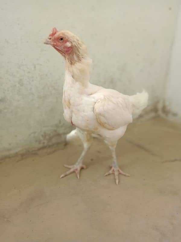 Top Quality  paper white Heera female 6