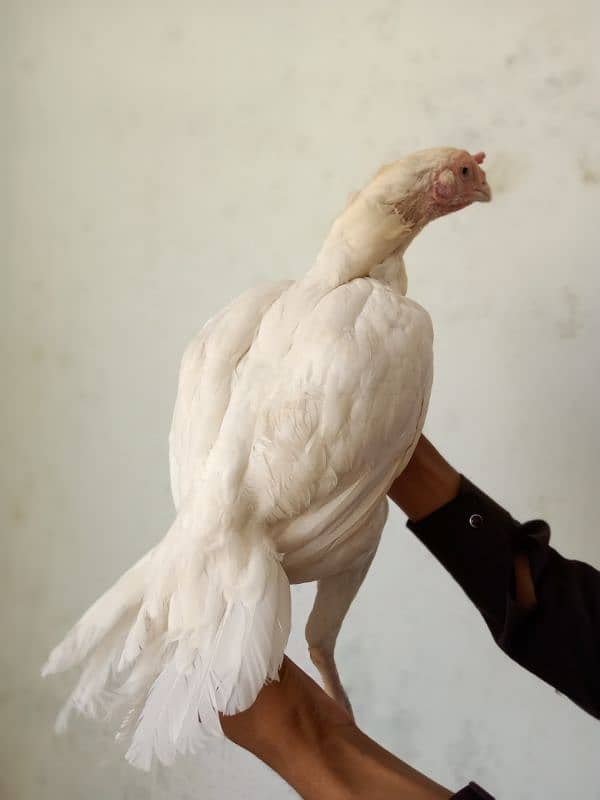 Top Quality  paper white Heera female 7