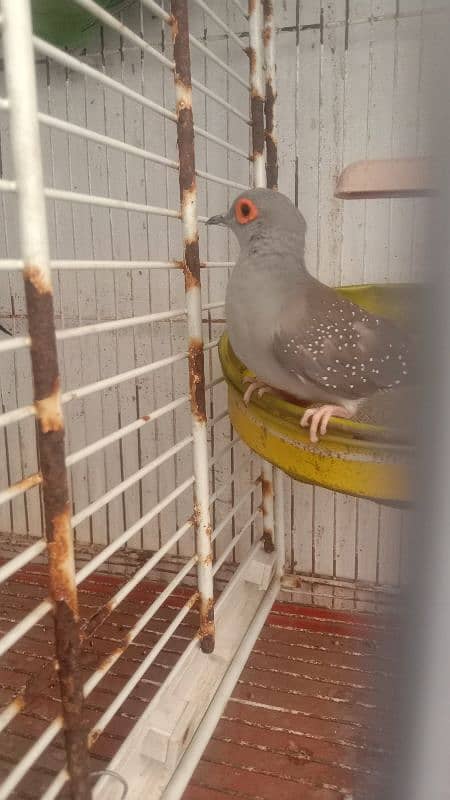 Diamond Dove Argent Sale 3