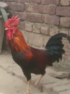 Rooster