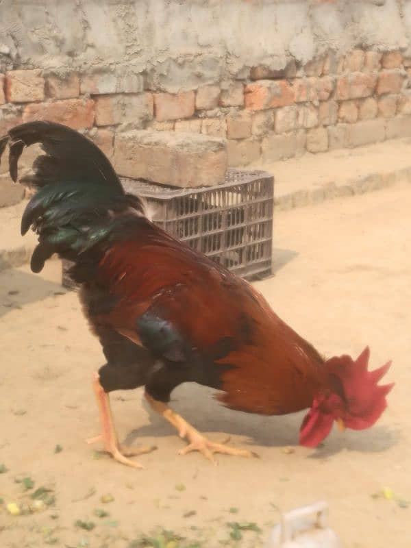 Rooster for Sale - Enhance Your Poultry Collection 1