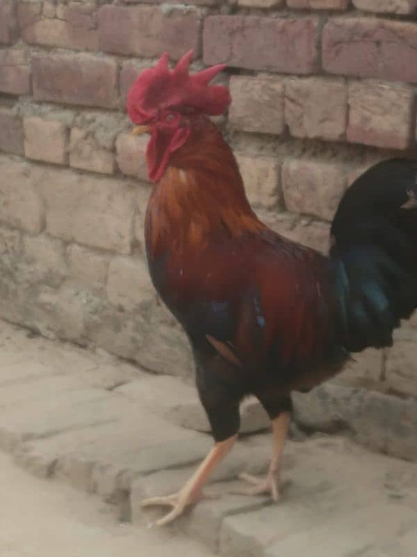 Rooster for Sale - Enhance Your Poultry Collection 2