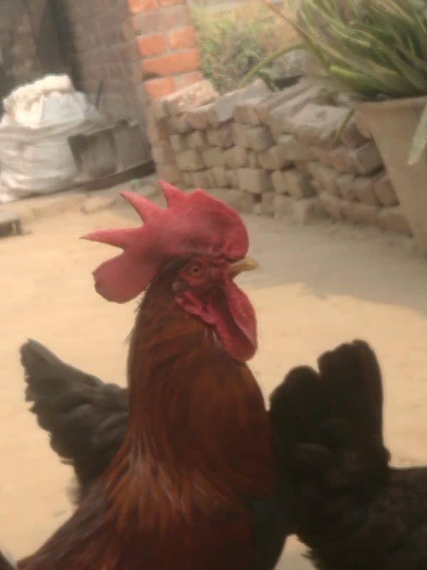 Rooster for Sale - Enhance Your Poultry Collection 3