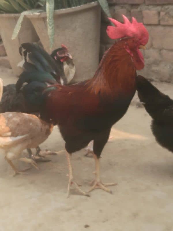 Rooster for Sale - Enhance Your Poultry Collection 5