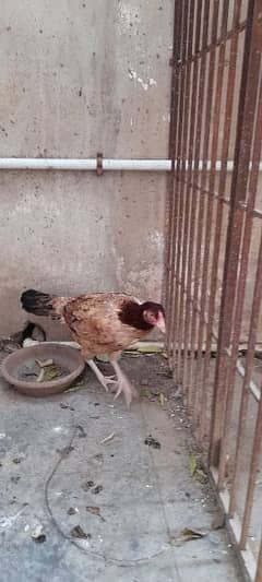 Desi hen for sale