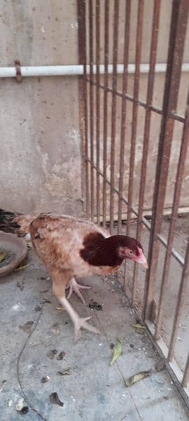 Desi hen for sale 1