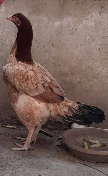 Desi hen for sale 2