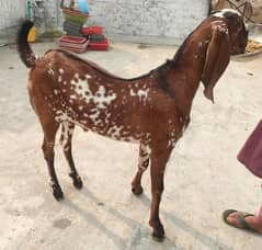 betal sahiwal/ betal bakary/ goats for sale