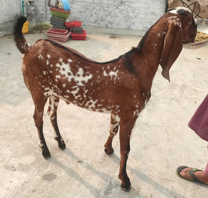 betal sahiwal/ betal bakary/ goats for sale 0