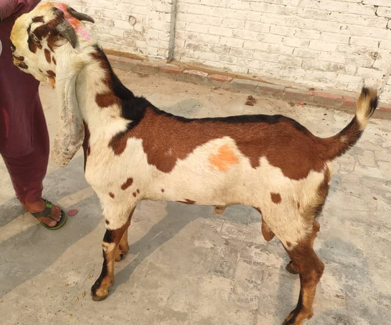 betal sahiwal/ betal bakary/ goats for sale 1