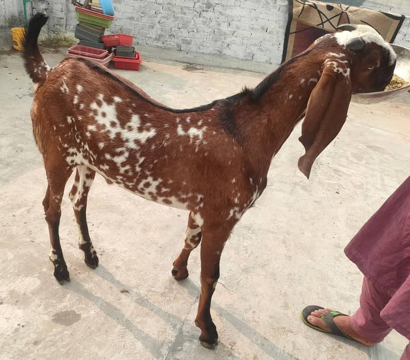 betal sahiwal/ betal bakary/ goats for sale 2