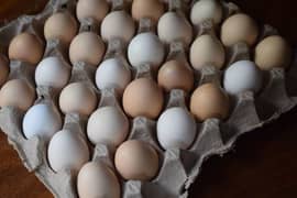 Desi eggs for Sale | Ghr ki murgio k Desi Andy