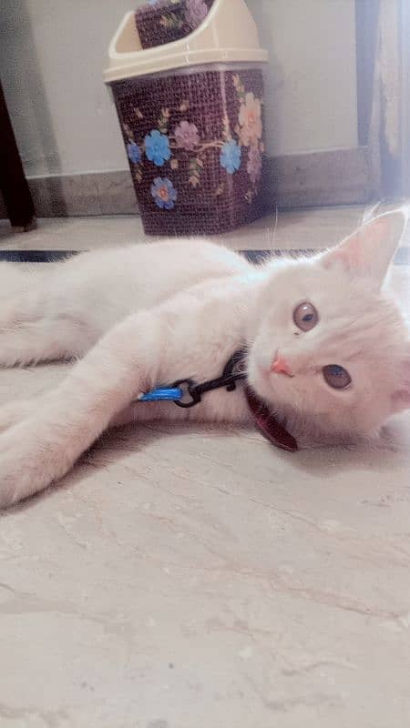 persian male 5 months old vaccinated twice 2