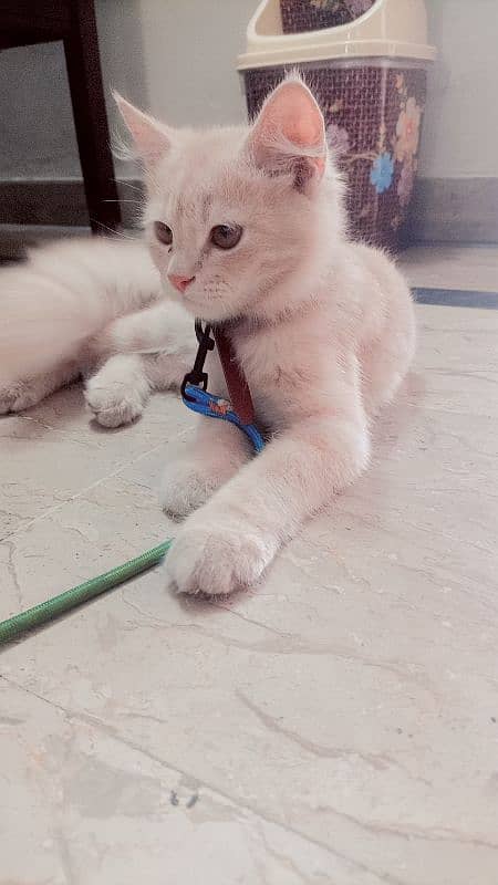 persian male 5 months old vaccinated twice 3