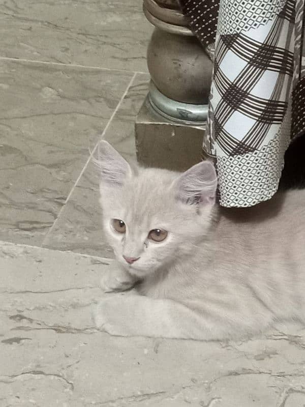 persian male 5 months old vaccinated twice 4