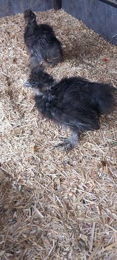 silver sebright and black silkie chicks