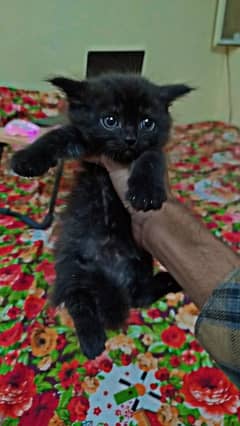 I want to sale Persian black male kitten