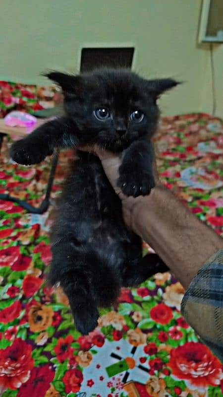 I want to sale Persian black male kitten 0