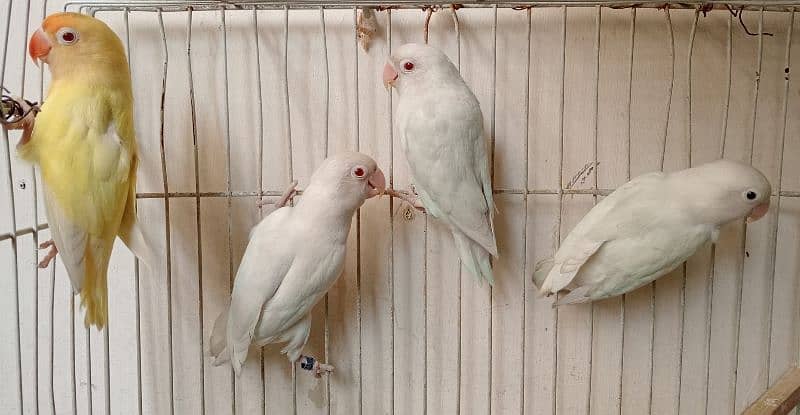 albino red eyes adult pieces 0