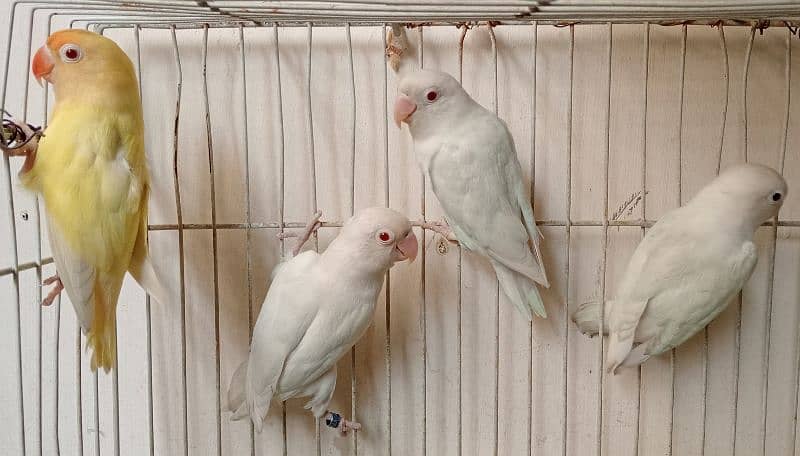 albino red eyes adult pieces 1