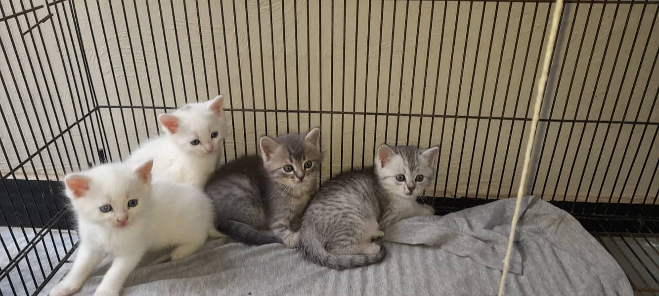 Persian kittens available for sale 0