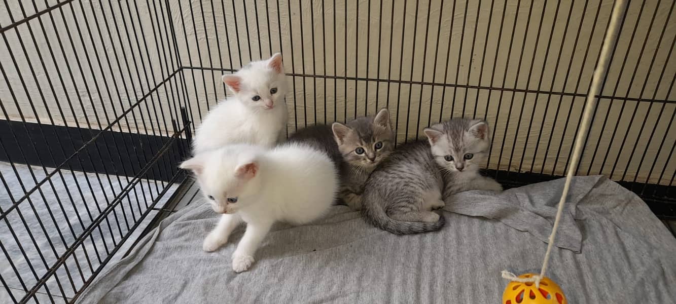 Persian kittens available for sale 1