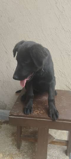 Labrador Female