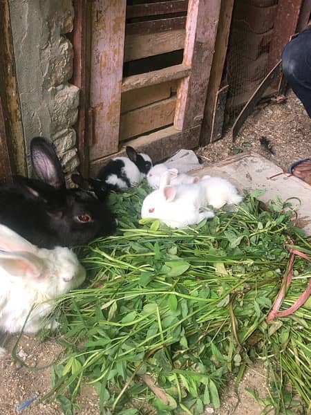 Rabbit babies red eyes and black eyes for sale 0