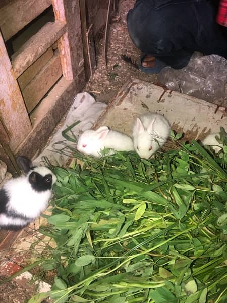 Rabbit babies red eyes and black eyes for sale 2