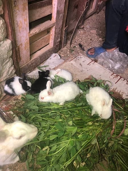 Rabbit babies red eyes and black eyes for sale 3