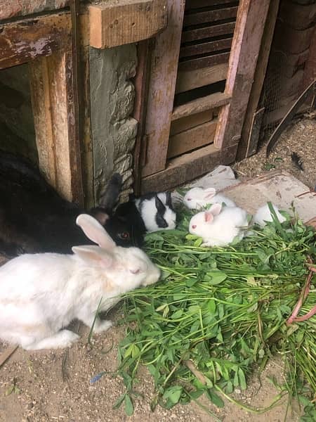 Rabbit babies red eyes and black eyes for sale 8