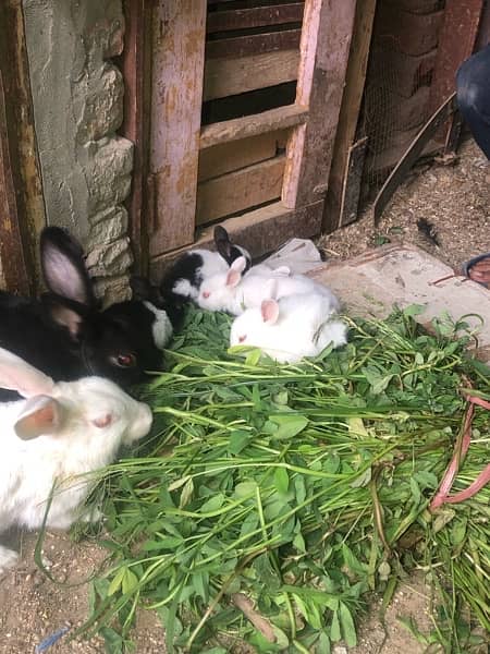 Rabbit babies red eyes and black eyes for sale 9