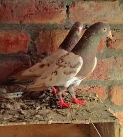 pigeons for sale pair ram pori lal contact number whatsapp 03256927099