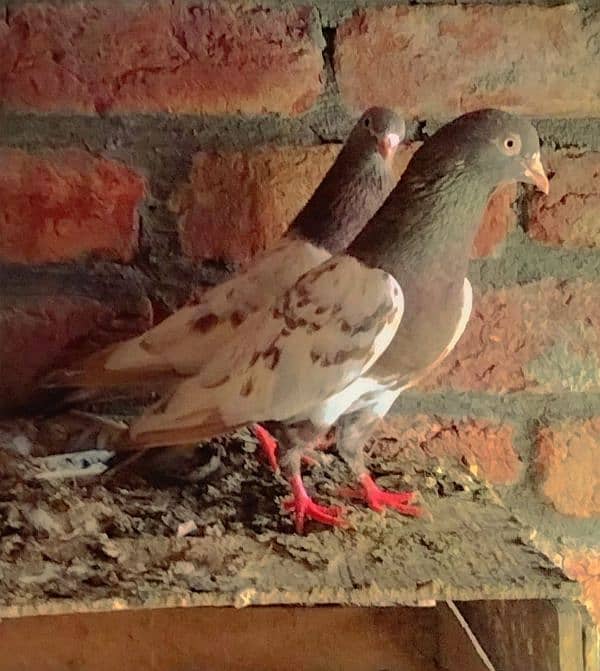 pigeons for sale pair ram pori lal contact number whatsapp 03256927099 0