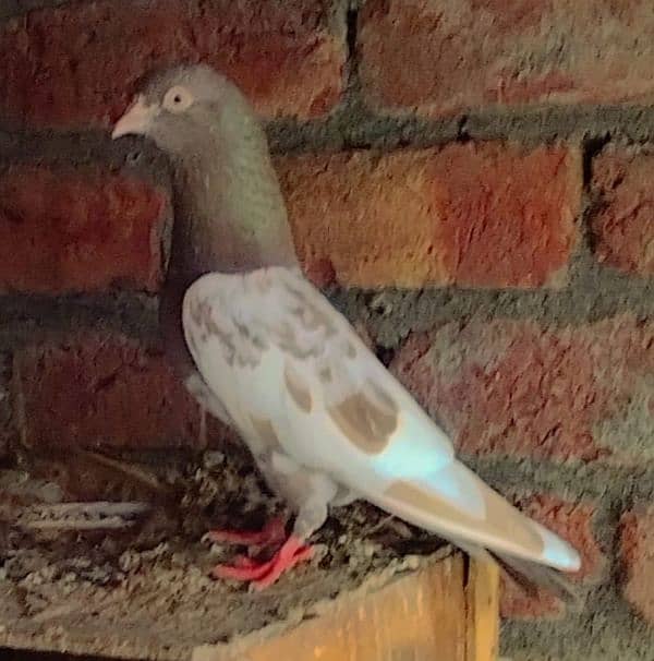 pigeons for sale pair ram pori lal contact number whatsapp 03256927099 3