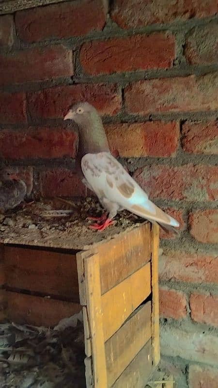 pigeons for sale pair ram pori lal contact number whatsapp 03256927099 5