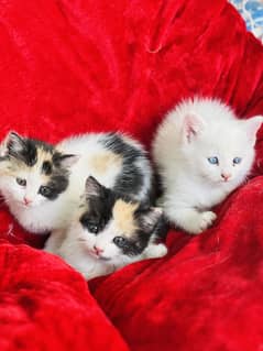 Perisan kittens for sale