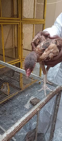 Aseel pair or aseel Desi mix hen