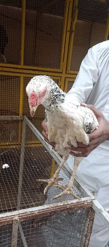 Aseel pair or aseel Desi mix hen 6