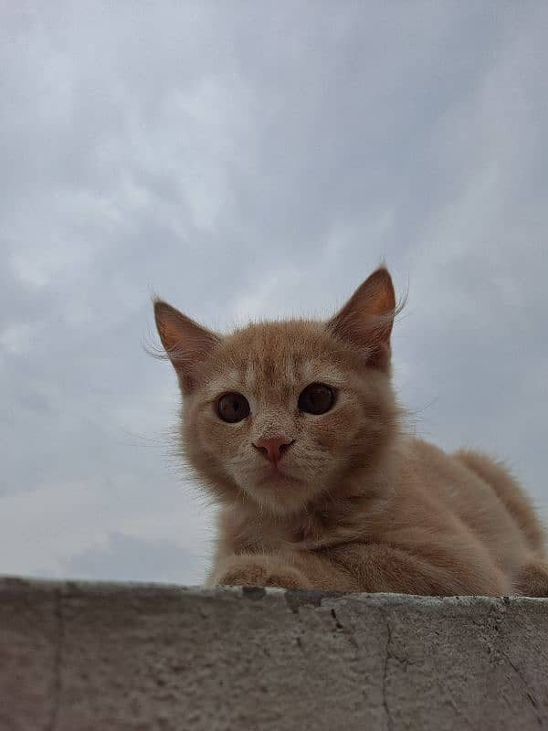 Persian cat {vaccine cat} 1