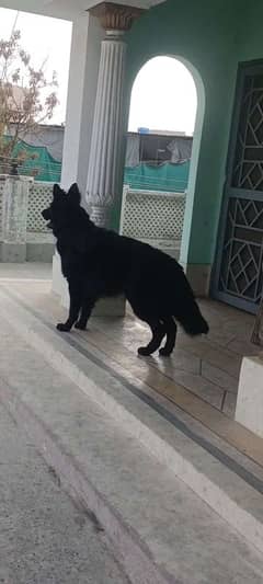 Black German Shepherd Wolf breed