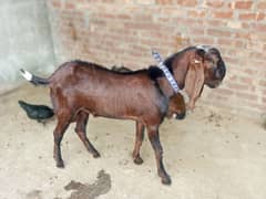 pure Nagra Male Goat available age 7 months kheera bacha