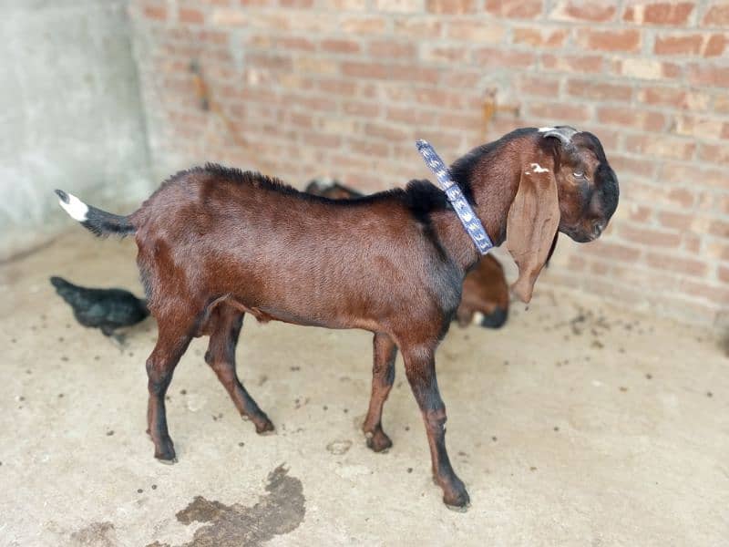 pure Nagra Male Goat available age 7 months _ pure khushk loosan avail 0