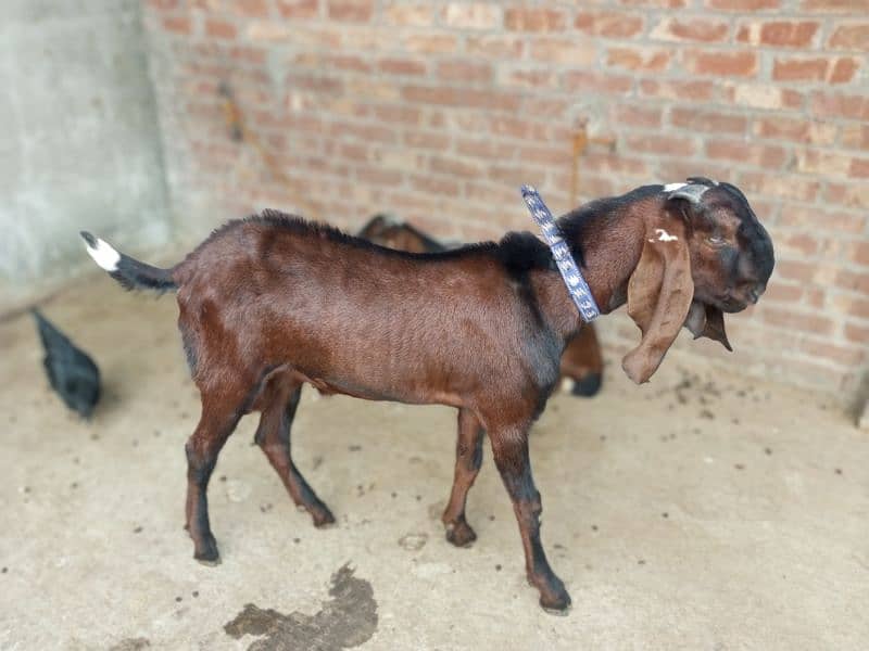 pure Nagra Male Goat available age 7 months _ pure khushk loosan avail 1