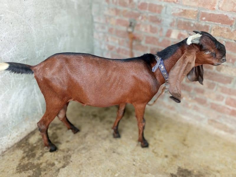 pure Nagra Male Goat available age 7 months _ pure khushk loosan avail 2