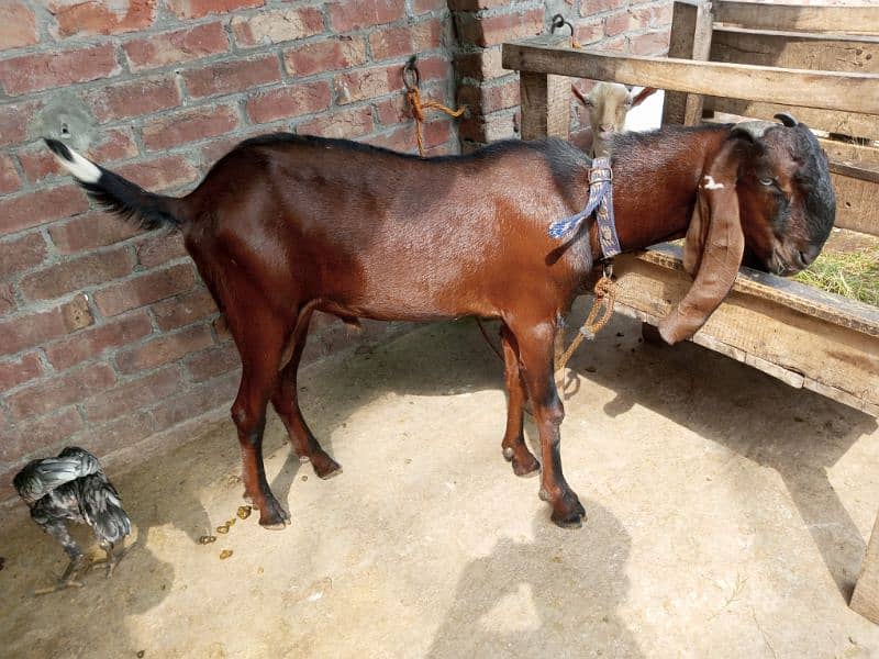 pure Nagra Male Goat available age 7 months _ pure khushk loosan avail 3