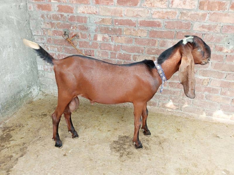 pure Nagra Male Goat available age 7 months _ pure khushk loosan avail 4