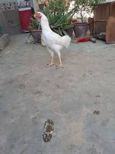 here pair,Qandhari parrot beak female