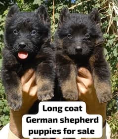 Pedigree bloodline German shepherd puppies available Karachi city