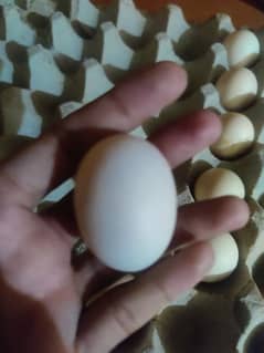 bantam fertile eggs for sale